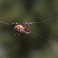 Kvadratedderkop (Araneus quadratus)