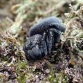 Mariehøneedderkop (Eresus sandaliatus)