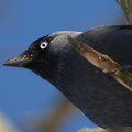 Allike (Corvus monedula)