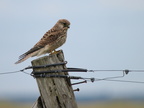 Tårnfalk (Falco tinnunculus)