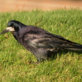 Råge (Corvus frugilegus)