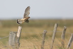 Tårnfalk (Falco tinnunculus)