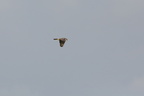 Vandrefalk (Falco peregrinus)