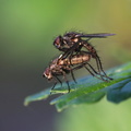 Anthomyiidae (Blomsterfluer) i parring
