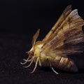 Elle-Tandmåler (Ennomos alniaria)