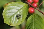 Grøn bredtæge (Palomena prasina) - nymfe