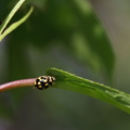 Skakbræt (Propylea quatuordecimpunctata)