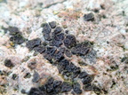 Acarospora veronensis (Acarospora veronensis)