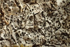 Acrocordia gemmata (Hvidlig punktlav)