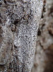 Acrocordia gemmata (Hvidlig punktlav)