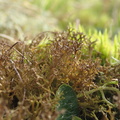 Cetraria muricata (Tue-tjørnelav)