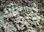 Flavoparmelia caperata (Gulgrøn skållav)