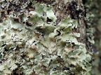 Flavoparmelia caperata (Gulgrøn skållav)