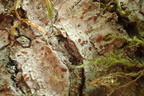 Gyalecta carneola, Pachyphiale carneola (Rødbrun gammelskovslav)