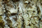 Gyalecta carneola, Pachyphiale carneola (Rødbrun gammelskovslav)