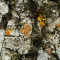 Gyalolechia flavorubescens, Caloplaca flavorubescens (Aspe-orangelav)