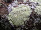 Haematomma ochroleucum (Gul trådkantlav)