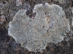 Haematomma ochroleucum var. porphyrium (Grå trådkantlav)