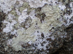 Haematomma ochroleucum var. porphyrium (Grå trådkantlav)