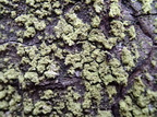 Klebsormidium (Persillealge) - alge IKKE lav