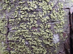 Klebsormidium (Persillealge) - alge IKKE lav
