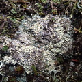 Pycnothelia papillaria (Blødvortet knoplav)