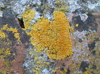 Variospora flavescens, Caloplaca flavescens (Kalk-orangelav)