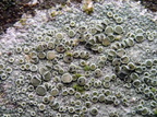 Vouauxiella lichenicola - parasit på Leconora chlarotera
