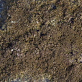 Xanthoparmelia verruculifera (Småknoppet Skållav)