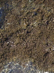Xanthoparmelia verruculifera (Småknoppet Skållav)