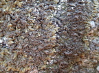 Xanthoparmelia verruculifera (Småknoppet skållav)