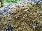 Xanthoparmelia verruculifera (Småknoppet skållav)
