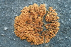 Xanthoria elegans (Fjeld-væggelav)