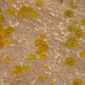 Xanthoria parietina (Almindelig væggelav)