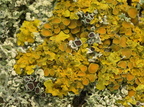 Xanthoria parietina (Almindelig væggelav)