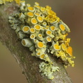 Polycauliona polycarpa, Xanthoria polycarpa (Mangefrugtet væggelav)
