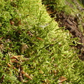 Antitrichia curtipendula (Åben krogtand)
