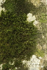 Antitrichia curtipendula (Åben krogtand)