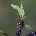 Bryum pseudotriquetrum (Nedløbende Bryum)