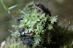 Bryum pseudotriquetrum (Nedløbende Bryum)