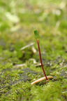 Buxbaumia viridis (Grøn buxbaumia)