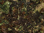 Frullania dilatata (Mat Bronzemos)