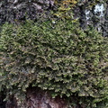 Frullania tamarisci (Glinsende Bronzemos)