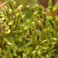 Hamatocaulis vernicosus (Blank Seglmos)