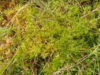 Helodium blandowii (Kær-Gyldenmos)