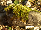 Homalothecium sericeum (Kruset silkemos)