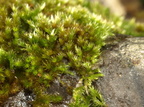 Homalothecium sericeum (Kruset silkemos)