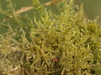Hypnum jutlandicum (Hede-Cypresmos)