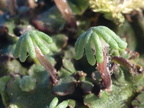 Marchantia latifolia (Almindelig lungemos)