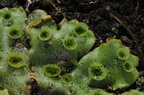 Marchantia latifolia (Almindelig lungemos)
